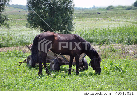 Country chestnut horse grazing on the meadow 49513831