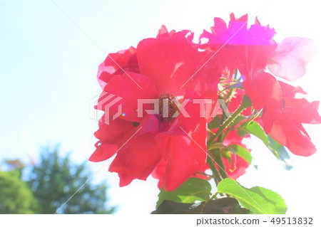 Red flower	 49513832
