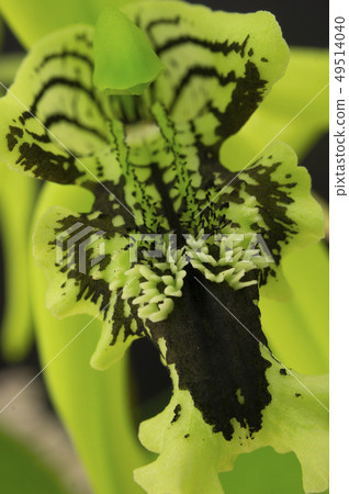 野生蘭花Coelogyne pandurata花 49514040