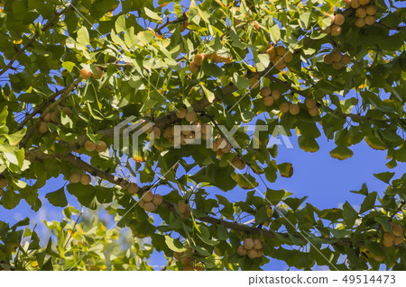 Ginnan Autumn view Ginkgo Ginnan Autumn view Ginkgo 49514473