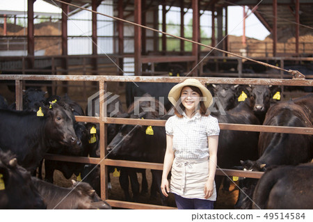 Women working in a cowshed 49514584