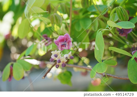 粉紅色的akebi花 粉紅色的akebi花 49514729