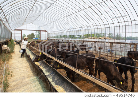 Livestock women 49514740