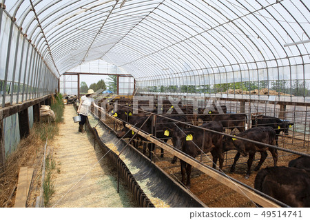 Livestock women 49514741