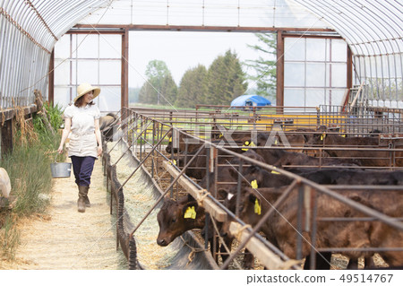 Livestock women 49514767