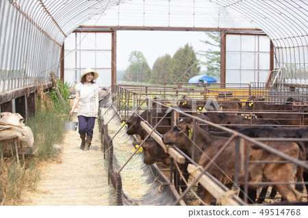 Livestock women 49514768