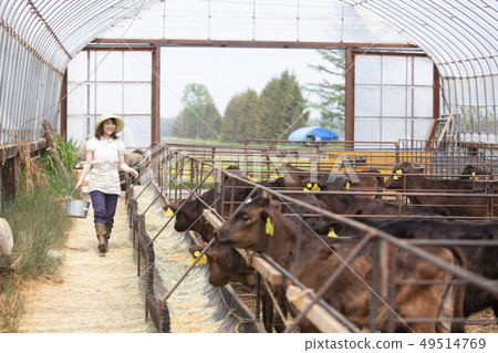 Livestock women 49514769