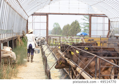 Livestock women 49514770