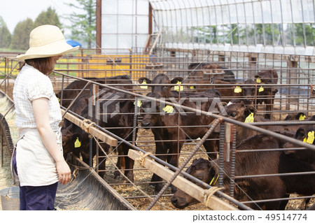 Livestock women Livestock women 49514774