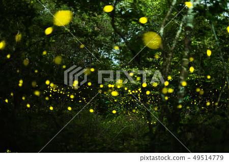 Firefly flying at night in the forest Firefly flying at night in the forest 49514779