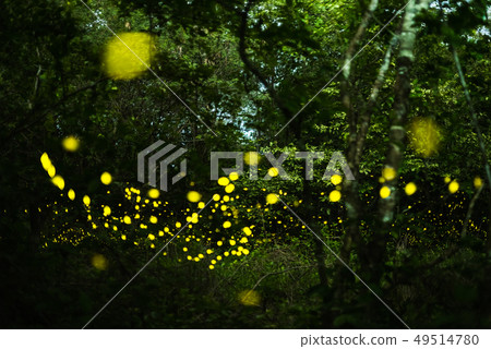 Firefly flying at night in the forest Firefly flying at night in the forest 49514780