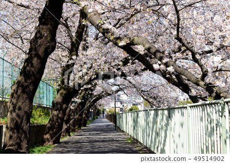 Cherry tunnel on the promenade along the Kanda River Cherry tunnel on the promenade along the Kanda River 49514902
