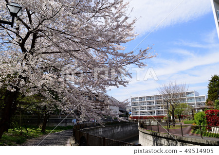 神田河沿岸的櫻花和公寓 49514905
