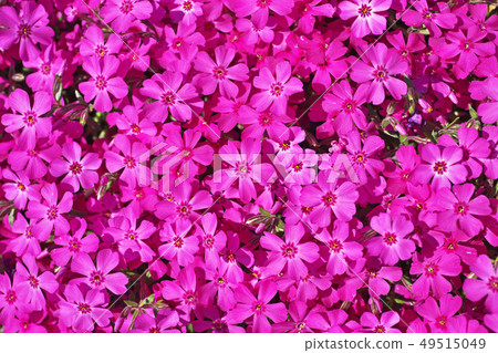 Red Shibazakura Flower 49515049