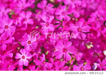 Red Shibazakura Flower 49515112