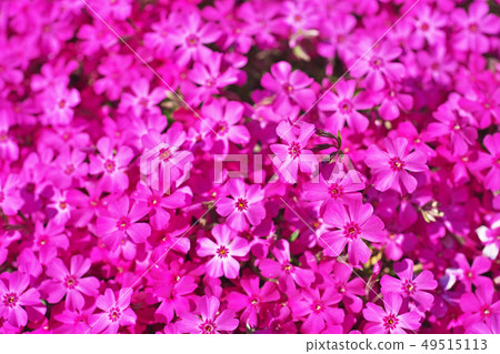 Red Shibazakura Flower 49515113