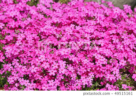 Red Shibazakura Flower 49515161