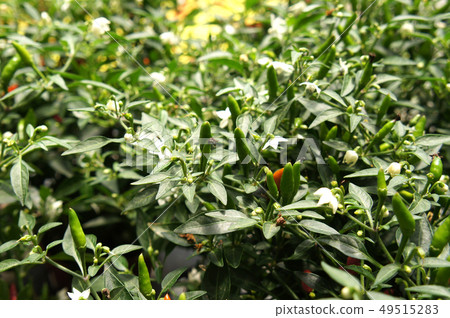 Red and green chili or capsicum frutescens plants. 49515283