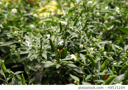 Red and green chili or capsicum frutescens plants. Red and green chili or capsicum frutescens plants. 49515284