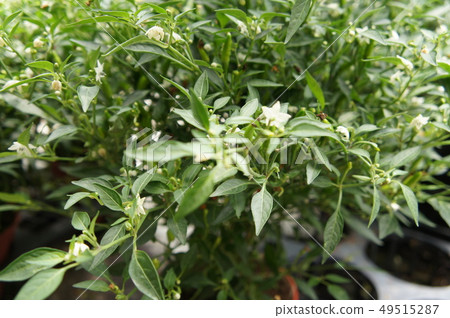 Red and green chili or capsicum frutescens plants. Red and green chili or capsicum frutescens plants. 49515287