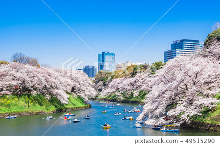Tokyo's full bloom Imperial Palace / Chidorigafuchi wide Tokyo's full bloom Imperial Palace / Chidorigafuchi wide 49515290