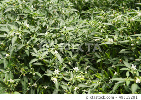 Red and green chili or capsicum frutescens plants. 49515291
