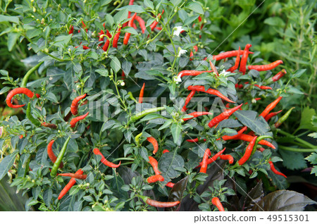 Red and green chili or capsicum frutescens plants. Red and green chili or capsicum frutescens plants. 49515301