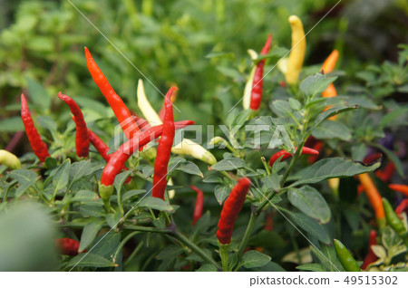 Red and green chili or capsicum frutescens plants. 49515302