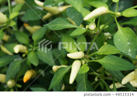 Red and green chili or capsicum frutescens plants. 49515314