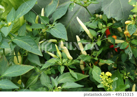 Red and green chili or capsicum frutescens plants. Red and green chili or capsicum frutescens plants. 49515315