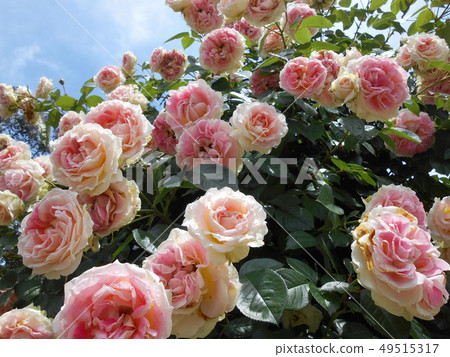 Rose   49515317