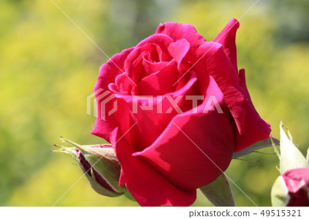 A red rose A red rose 49515321