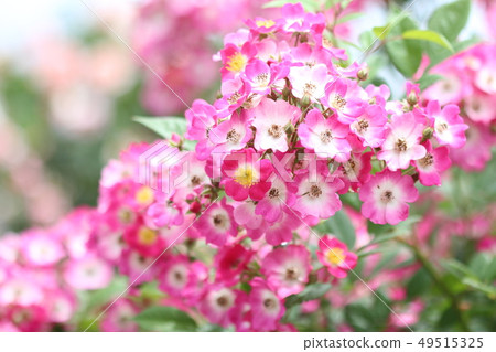 紅花	 49515325