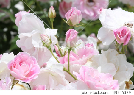 Rose of pink Rose of pink 49515329