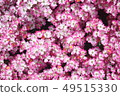 小花 49515330