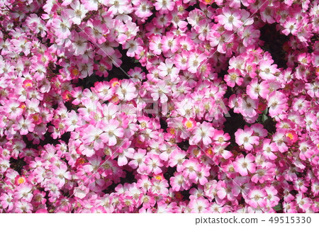 Small flowers Small flowers 49515330