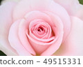 花瓣 49515331
