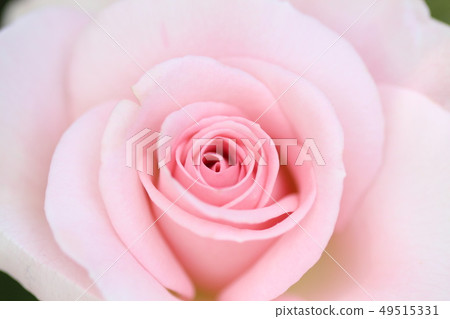 Petal Petal 49515331