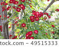 紅花	 49515333