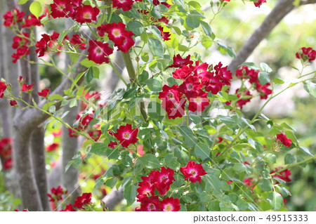 紅花 紅花 49515333