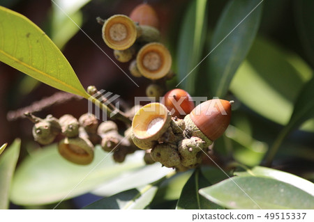 Acorn Acorn 49515337
