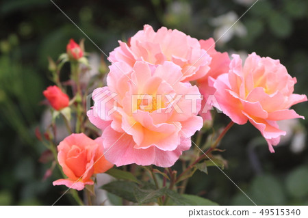 rose rose 49515340
