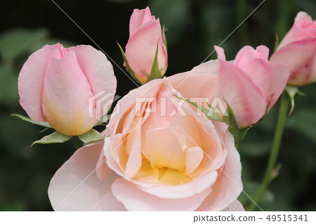 rose rose 49515341