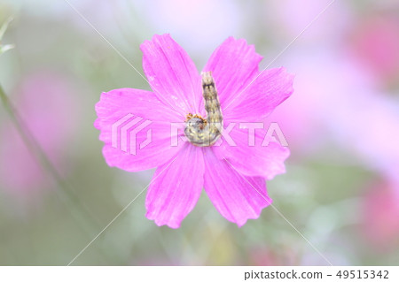 insect insect 49515342