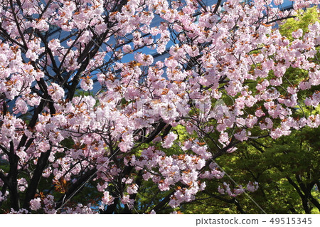 Cherry Blossoms Cherry Blossoms 49515345