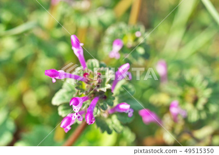 粉紅色的Hozuki Denpa花 粉紅色的Hozuki Denpa花 49515350