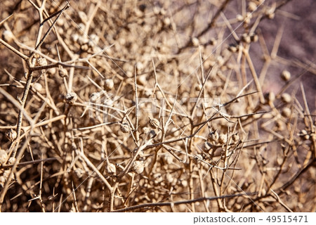 Dry dangerous thorn bush 49515471