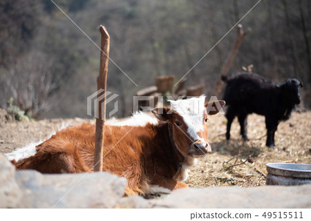 Relaxing cow Himalaya Kharikhora Relaxing cow Himalaya Kharikhora 49515511
