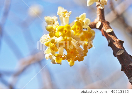 黃色Mitsumata花 49515525