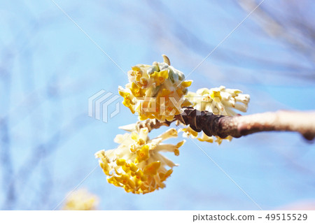 Yellow Mitsumata Flower Yellow Mitsumata Flower 49515529